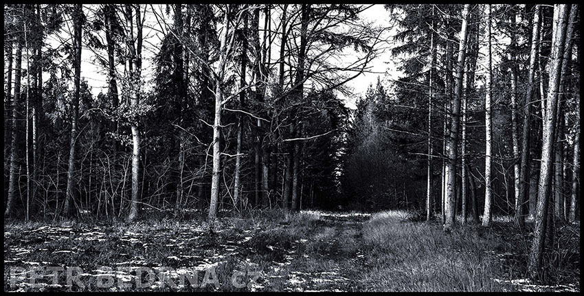 Černý les, Pozdeň, Slaný, 2011