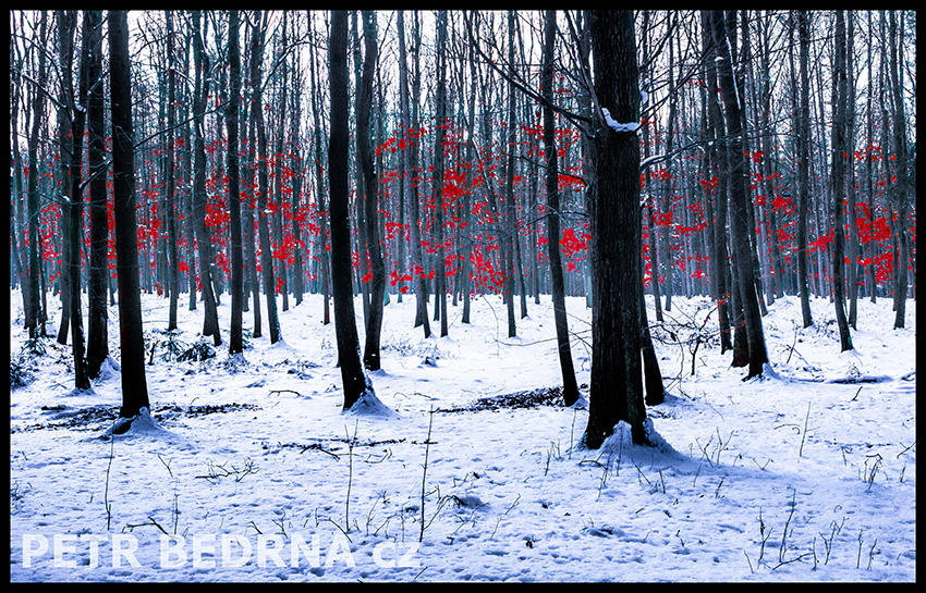 Červený les, okr. Kladno
