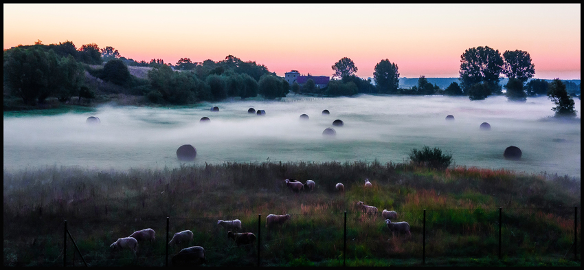 Mlha, louky, Klempenow, 2013, Ovce, Burg Klempenow, Německo