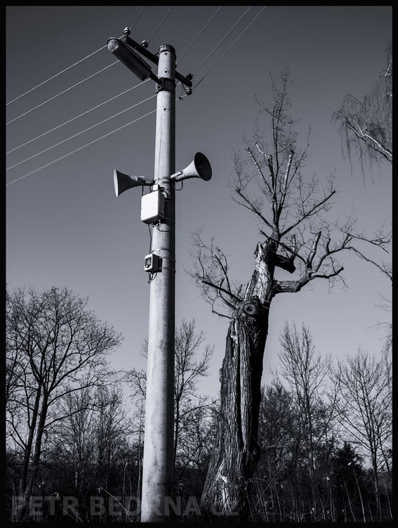 Pozor, pozor, hlášení! Strom na útěku!, Otruby, Slaný, příroda, sloup a amplióny, Česko