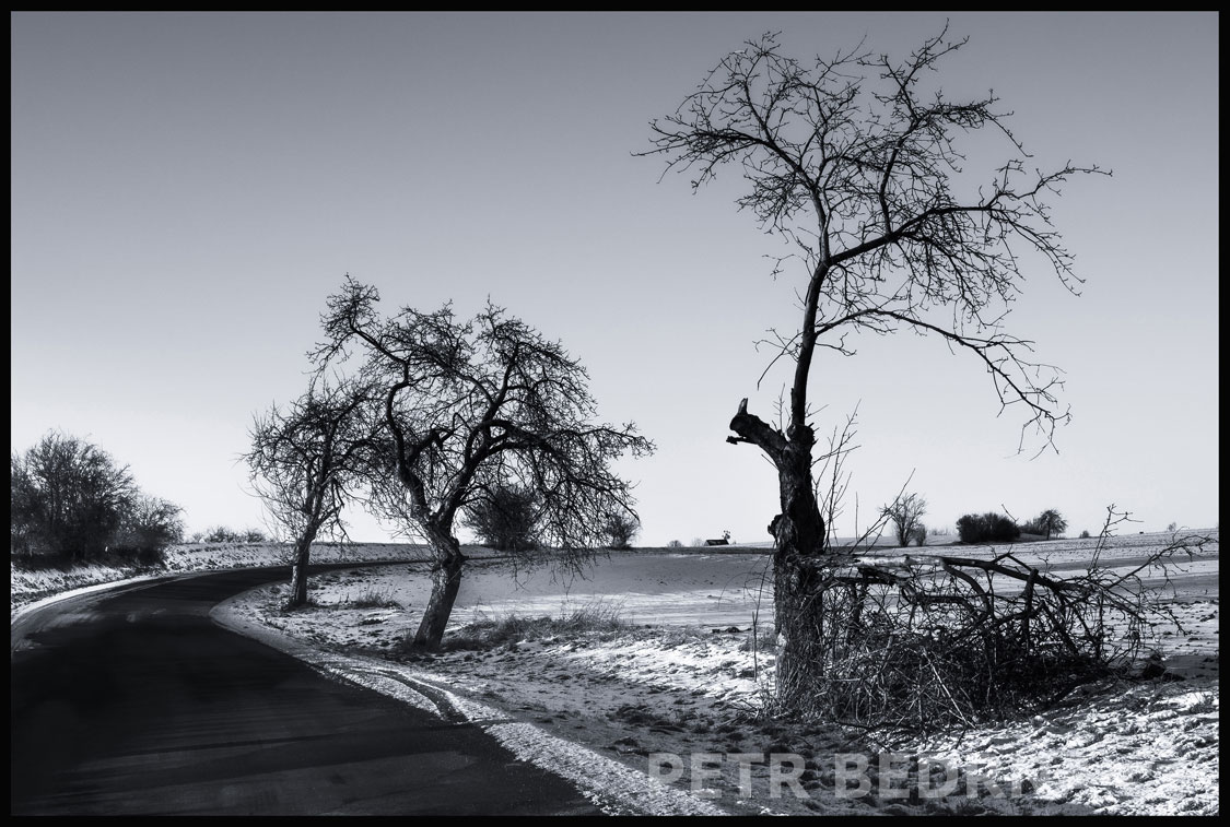 Silnice - dva stromy a jeden hlídací pes, Kvílice, okr. Kladno, příroda, pole, obloha, Česko