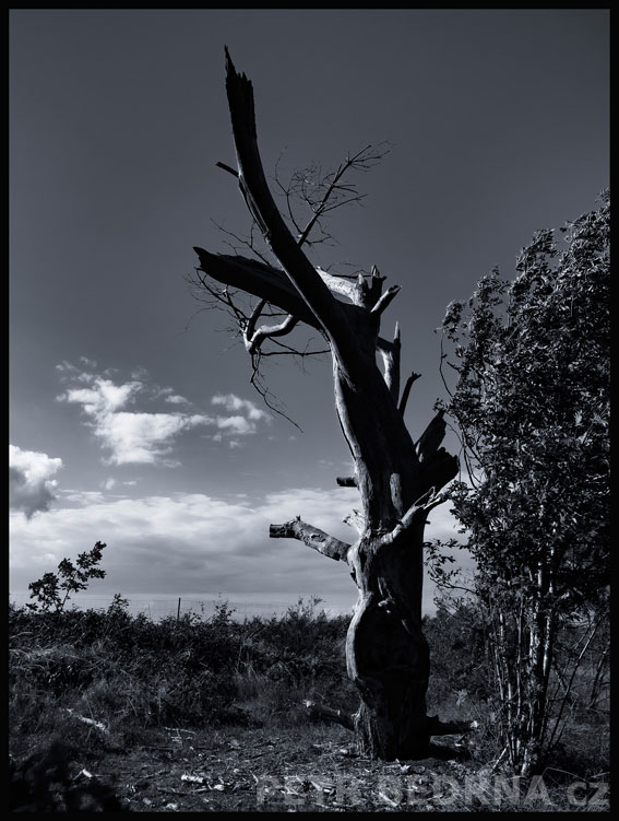 Stromeček holátko mává na moře, Rujána, Suhrendorf, západ slunce, obloha, oblaka, krajina, Německo