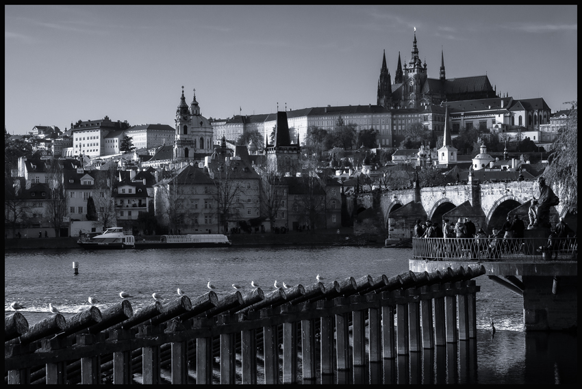 Karlův most, Pražský hrad, holubi, Praha