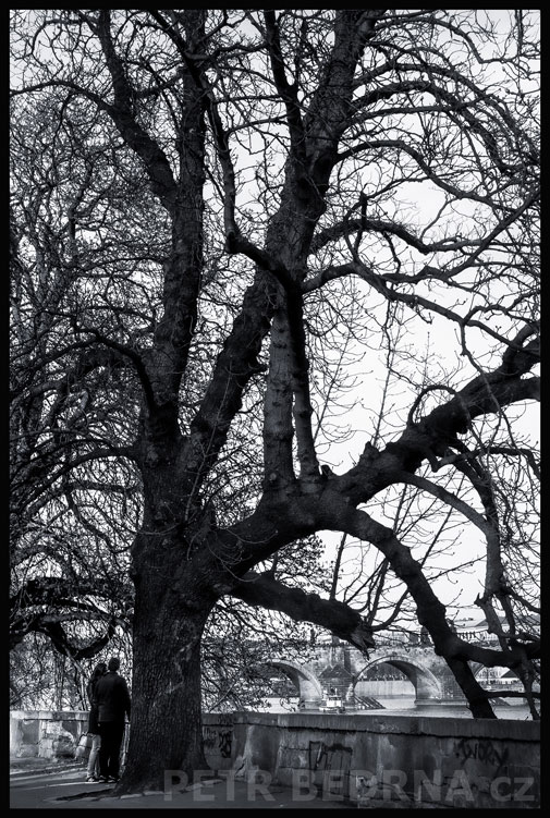 Dvojice pod stromemečkem, Kampa, Karlův most, Praha, street foto, strom, park, turisté, Česko