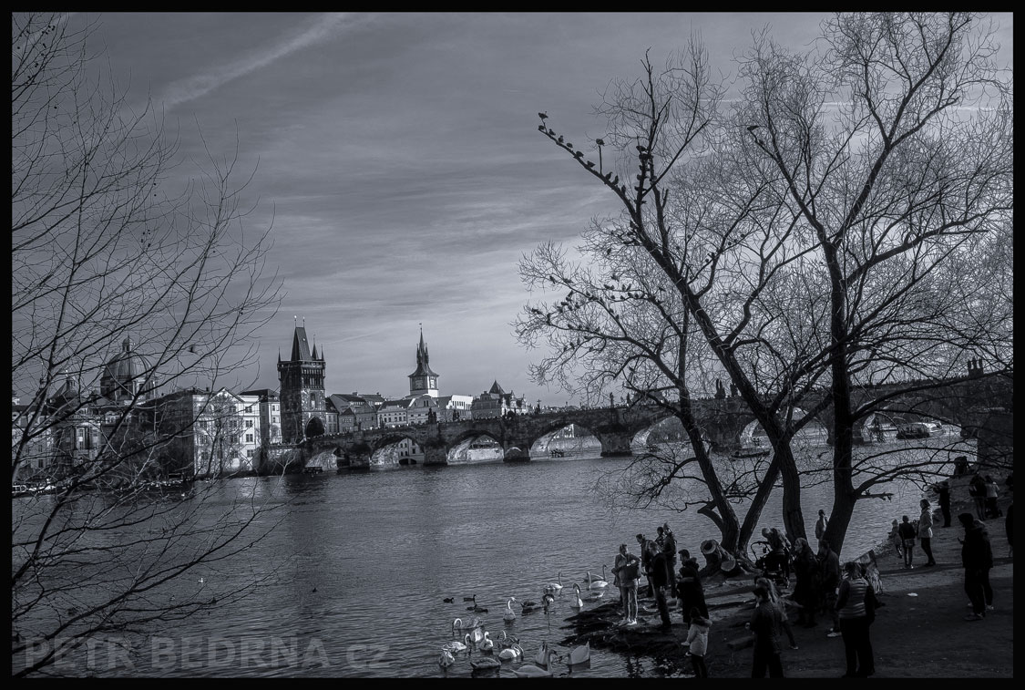 Karlův most, labutě a černí ptáci, Vltava, Praha, pláž se zvířátky, street foto, lidé, Česko
