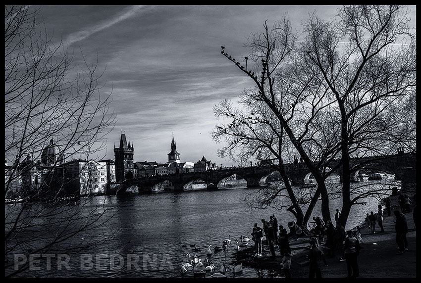 Karlův most, Malá Strana, Labutě, Praha(2)