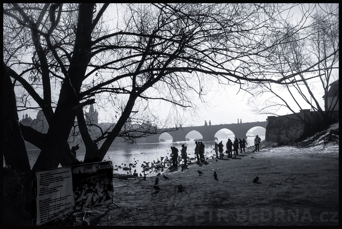 Karlův most, stromy a labutě, Vltava, Praha, pláž se zvířátky, street foto, lidé, turisté, Česko