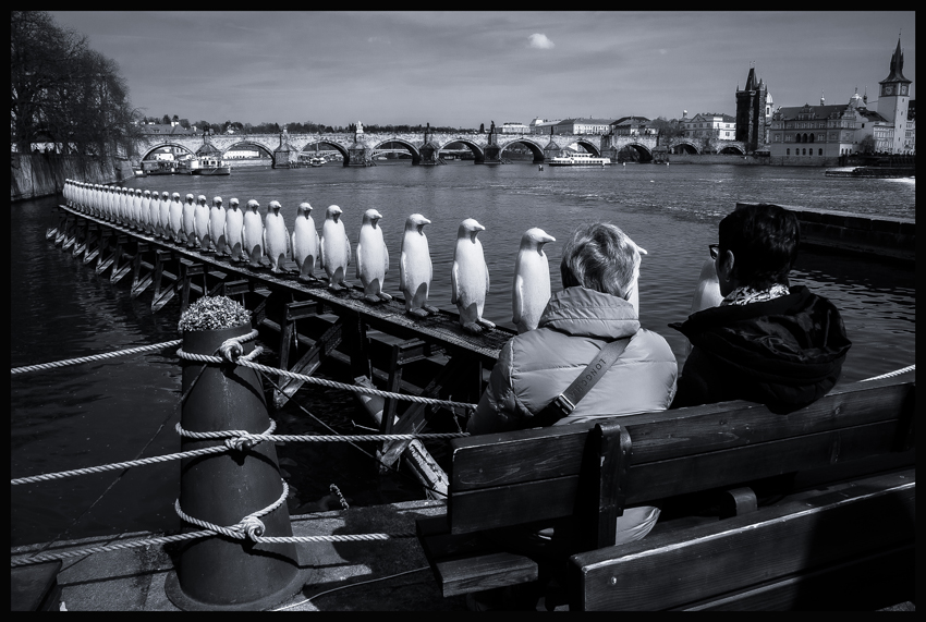 Žlutí tučňáci na Vltavě, Kampa, Karlův most, Praha