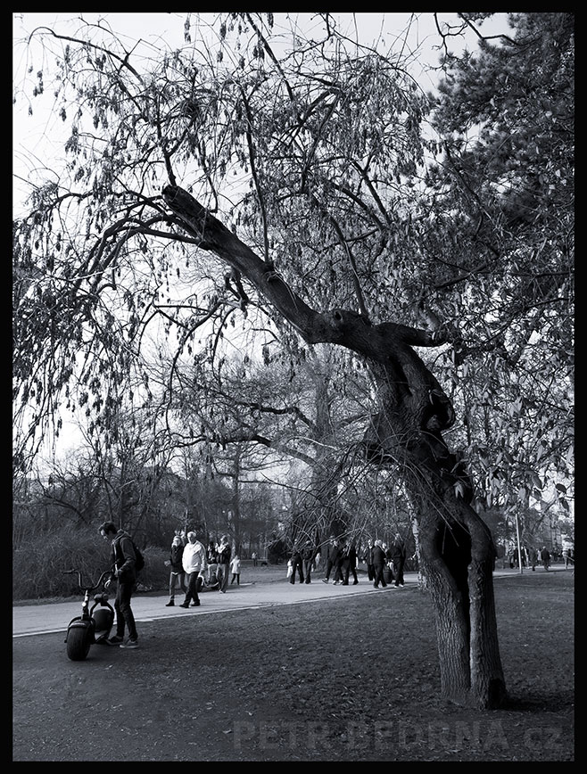 Strom u Kampa Museum, Praha - Malá Strana, Kampa, street foto, park, Česko