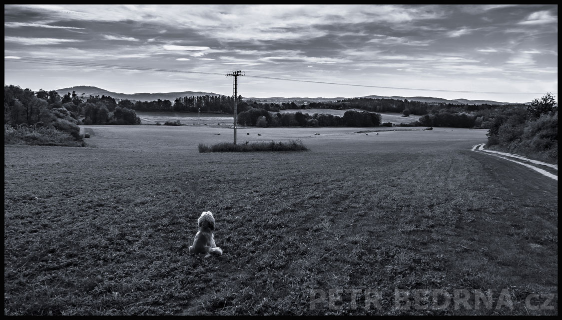 Pejsek se kochá pohledem do krajiny, Bukovany, okres Benešov, výhled z Bukovan, Česko