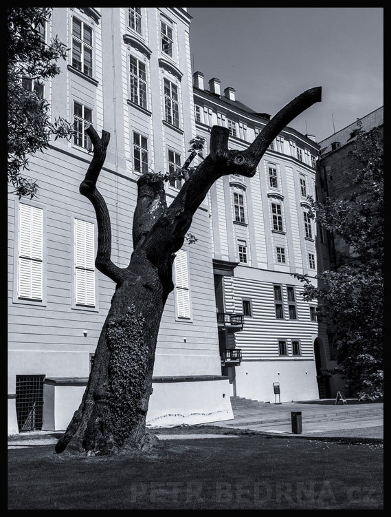Strom black rider - proměna 2., zahrada Na valech, Praha, Pražský hrad, Býčí schodiště, památky, Česko