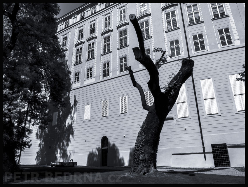 Strom proměna 1., zahrada Na valech, Praha, Pražský hrad, historické budovy, památky, Česko