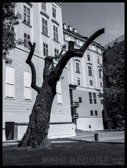Strom proměna 2., zahrada Na valech, Praha, Pražský hrad, Býčí schodiště, památky, historické budovy, Česko