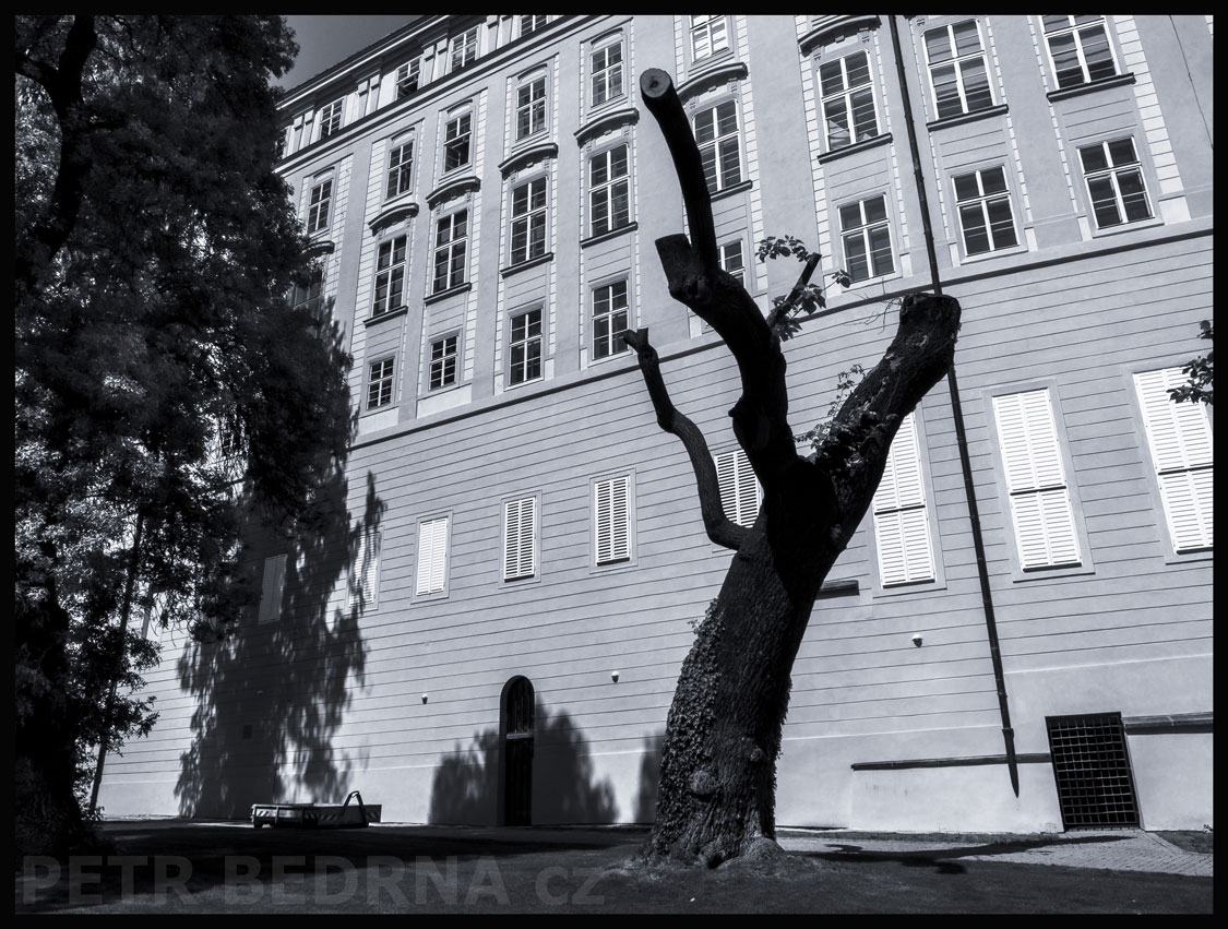 Strom s otevřenou náručí - proměna 1., zahrada Na valech, Praha, Pražský hrad, historické budovy, Česko