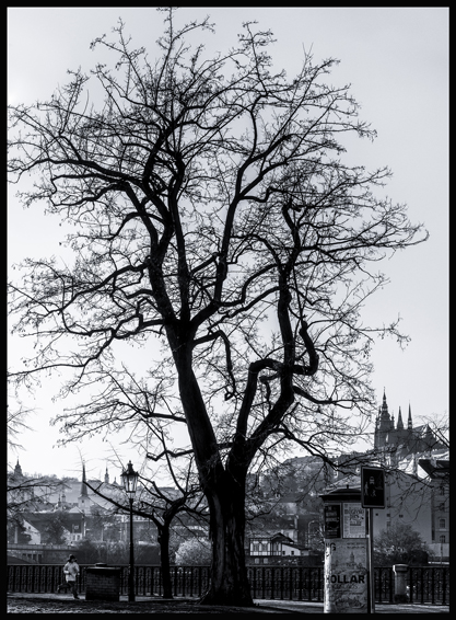 Dvořákovo nábřeží, strom, Hradčany, Praha