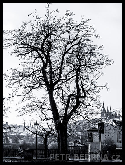 Dvořákovo nábřeží, strom, Hradčany, Praha, Praha