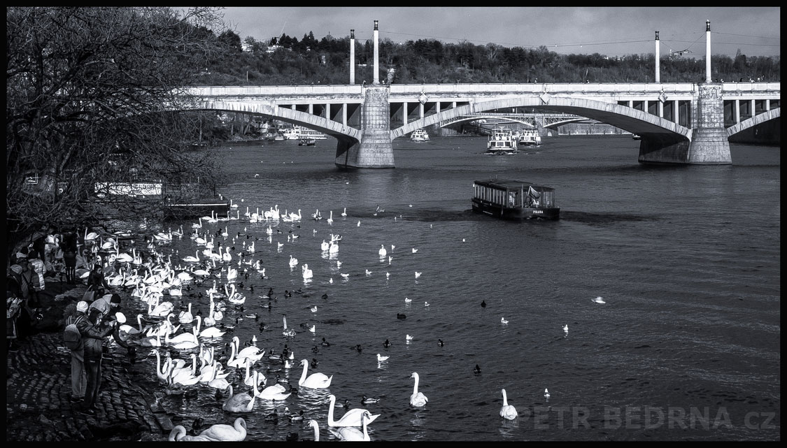 Labutě, Vltava, Mánesův most, Praha, stromy, výhled od Hergetovy cihelny, turisté, Česko