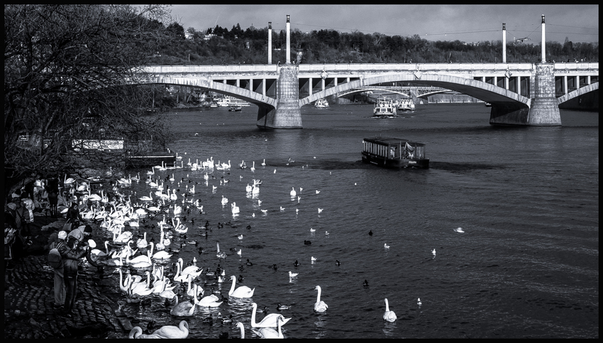 Labutě, Vltava, Mánesův most, Praha