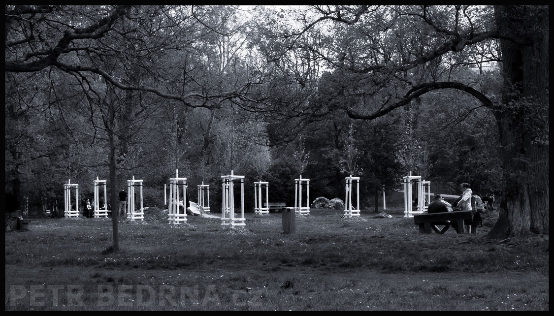 Mladé stromečky ve Stromovce, Praha - Holešovice, zavětrovací úvaz, Tripod Support, park, street foto, stromy, Česko