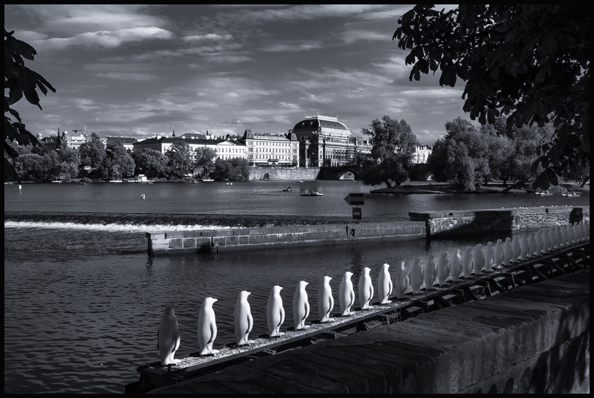 Národní divadlo, Kampa, tučňáci, Praha