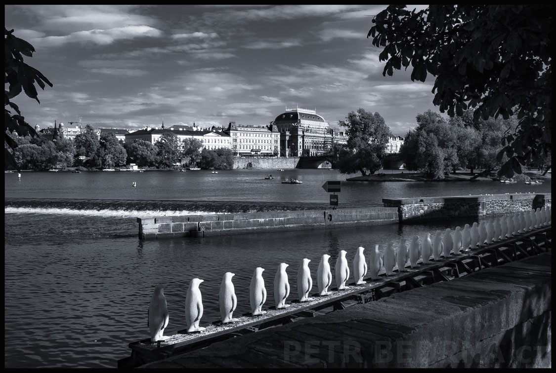 Národní divadlo, tučňáci na Kampě, Vltava, Praha, historické budovy, mraky, stromy, Kampa, park, Česko