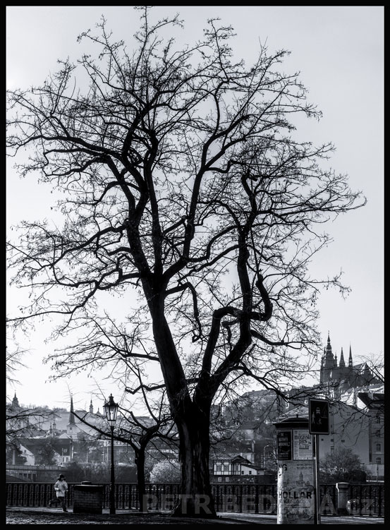Strom na Dvořákově nábřeží, Hradčany, Praha, malý běžec, památky, street foto, turisté, Česko