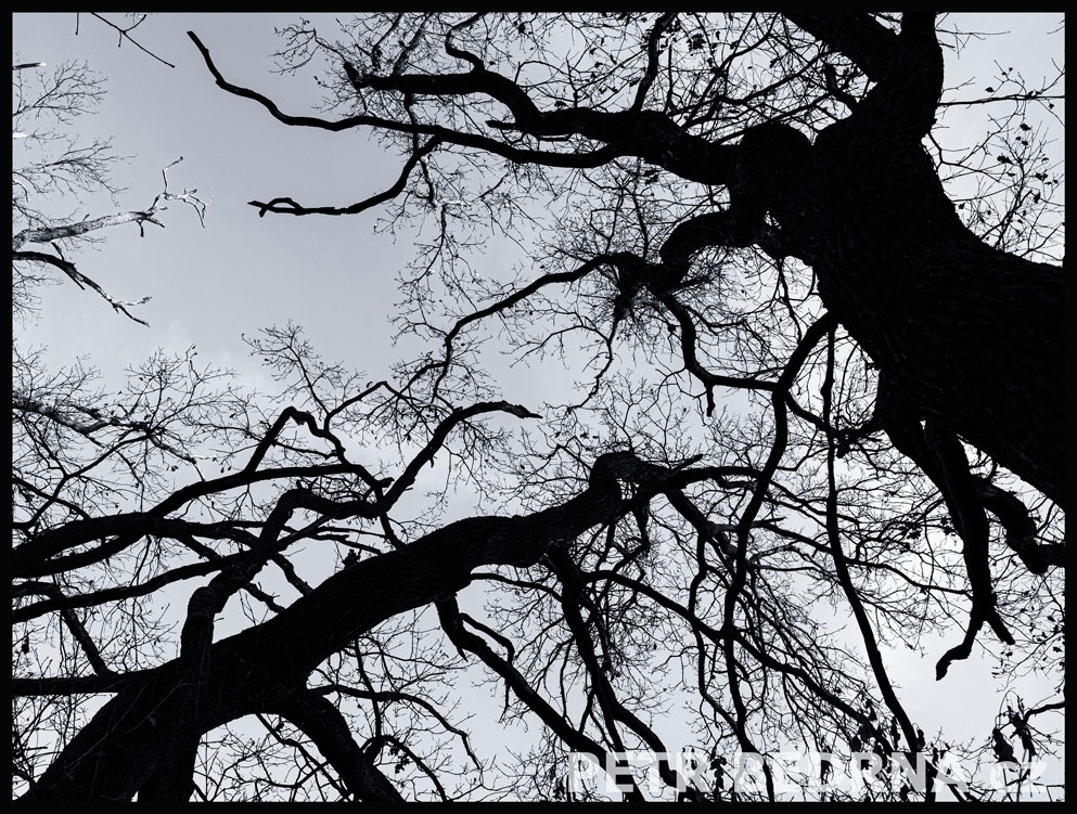 Černé stomy na obloze, Hostouň u Prahy, Kladno, krása, okolí, příroda, obloha, stromy, podoba, Česko