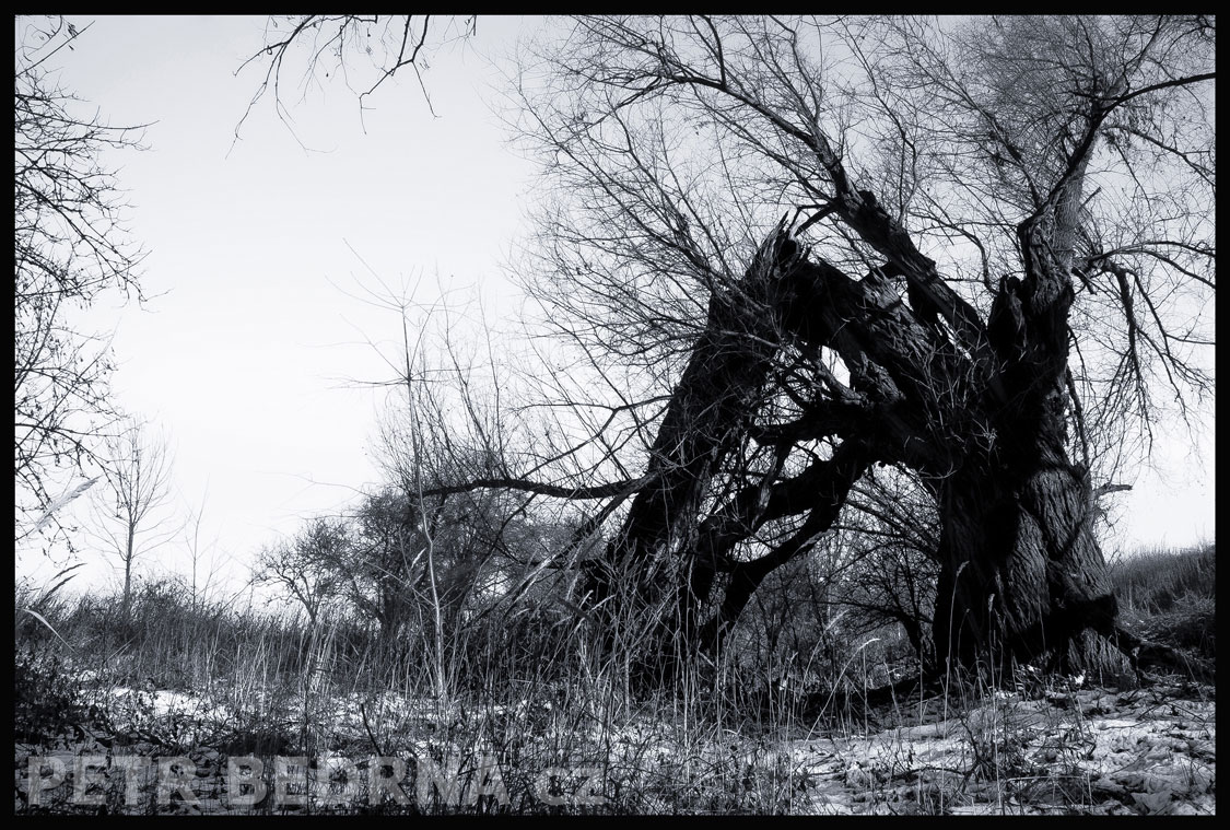 Černý zlomený strom, Hostouň u Prahy, Kladno, krása, okolí, příroda, obloha, obzor, stromy, podoba, Česko