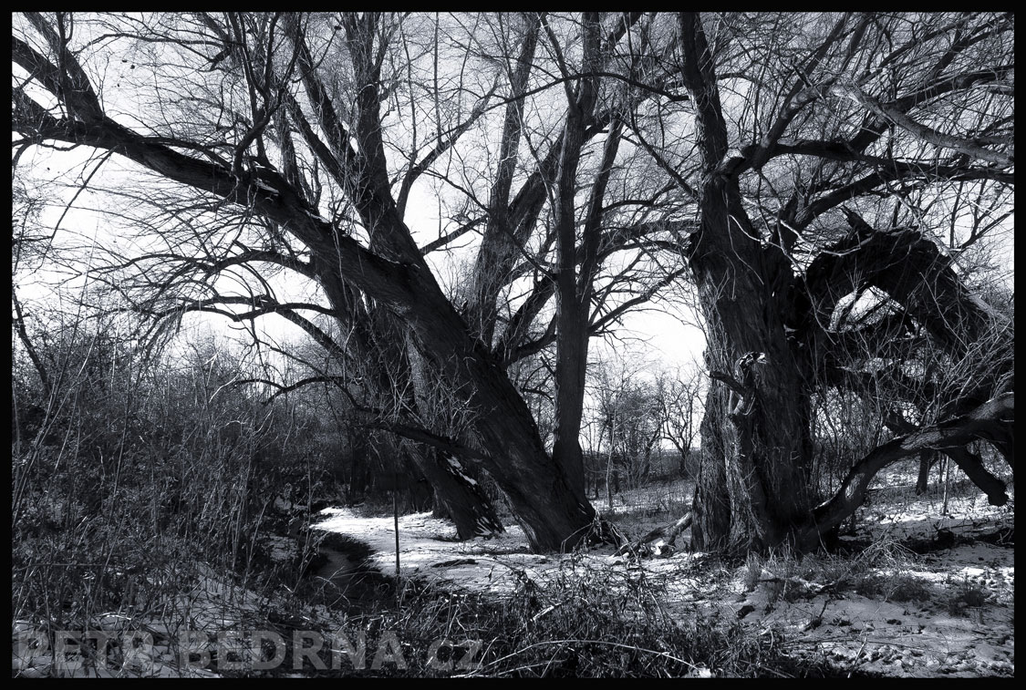 Divoké stromy, Dobrovízský potok, Hostouň u Prahy, Kladno, krása, okolí, příroda, stromy, podoba, Česko
