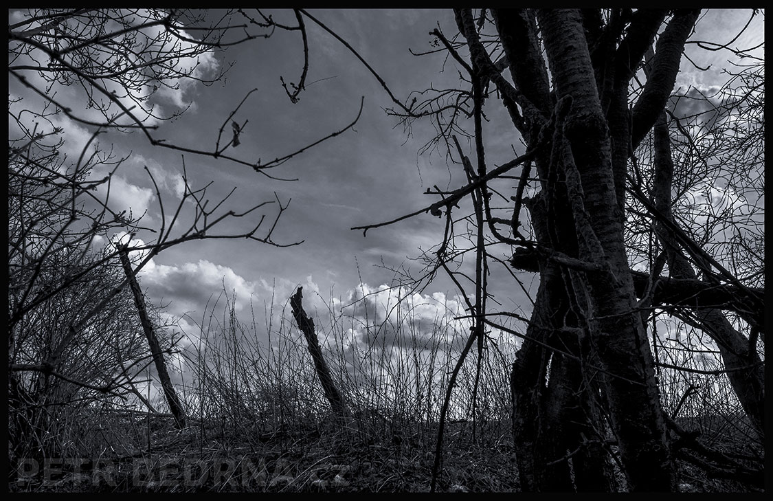 Dva kůly proti spletenci stromů, Hostouň u Prahy, Kladno, krása, příroda, obloha, stromy, podoba, Česko