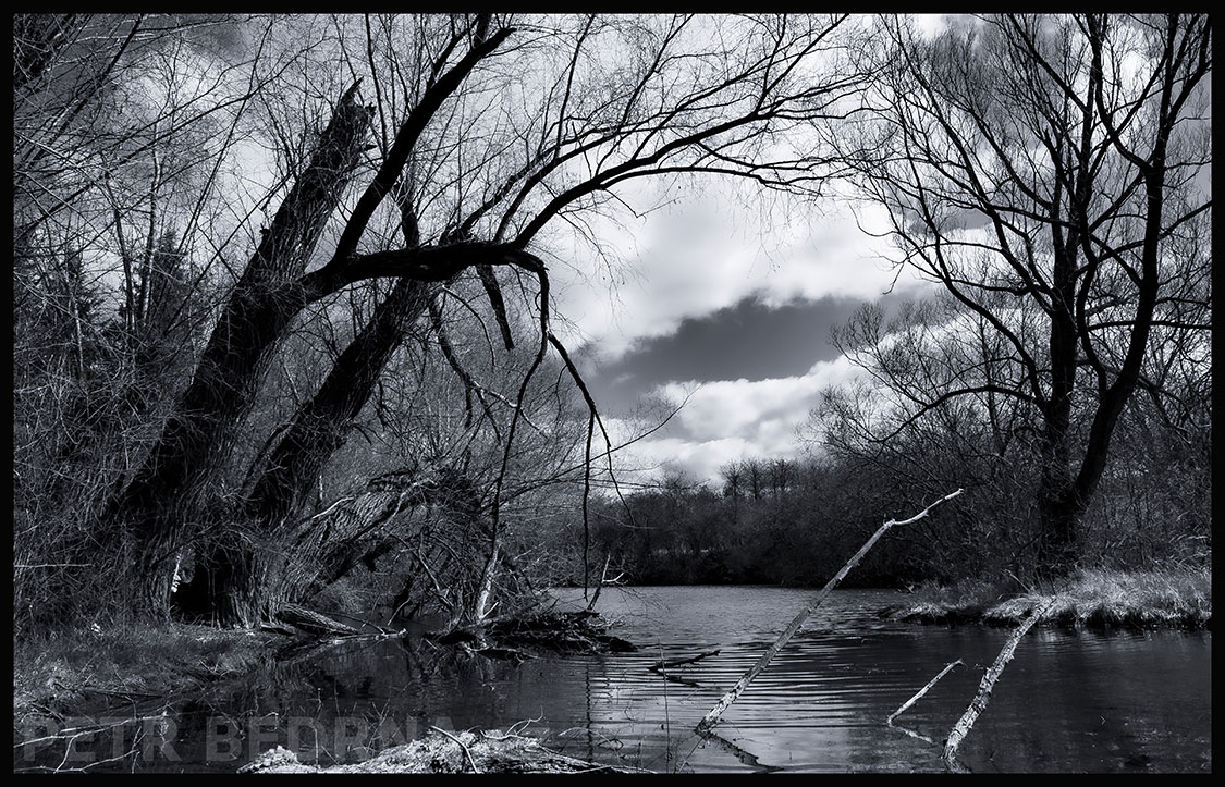 Dva nalomené stromy, Dobrovízský potok, Hostouň u Prahy, Kladno, okolí, příroda, koupaliště, stromy, podoba, Česko
