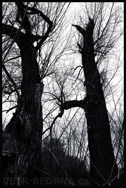 Dva stromy jako postavy, Hostouň u Prahy, Kladno, krása, okolí, příroda, stromy, podoba, Česko