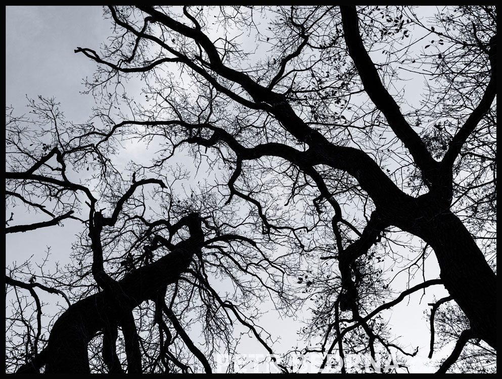 Dva stromy na obloze, Hostouň u Prahy, Kladno, krása, okolí, příroda, obloha, stromy, podoba, Česko