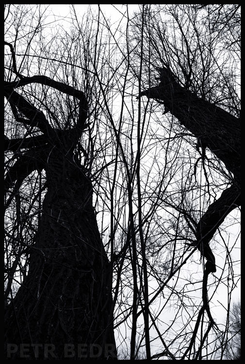 Dva živé stromy, Hostouň u Prahy, Kladno, krása, okolí, příroda, stromy, podoba, Česko