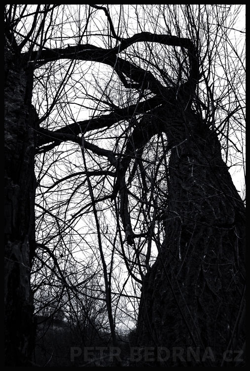 Jeden a půl stromů, Hostouň u Prahy, Kladno, krása, okolí, příroda, stromy, podoba, Česko