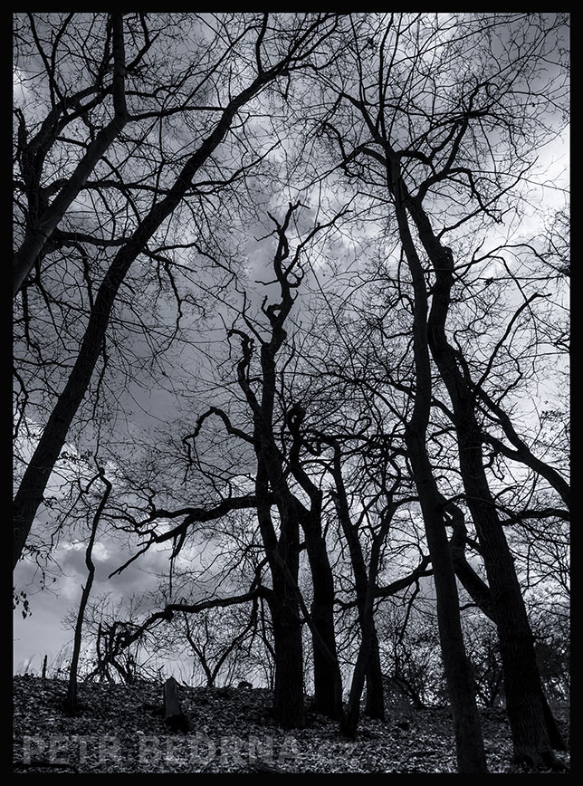 Kraj lesa na obzoru, Hostouň u Prahy, Kladno, krása, okolí, příroda, obloha, stromy, podoba, Česko