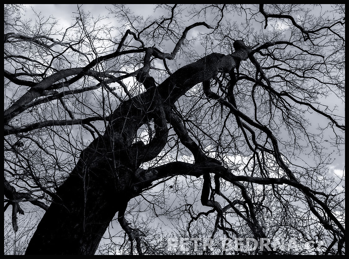 Nakloněný strom a obloha, Hostouň u Prahy, Kladno, okolí, příroda, obloha, stromy, oblaka, podoba, Česko