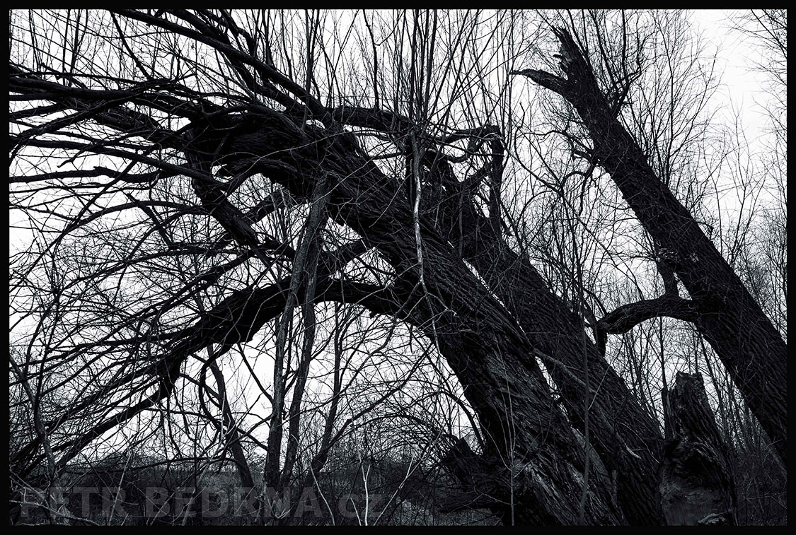 Nakoloněné stromy, Hostouň u Prahy, Kladno, krása, okolí, příroda, stromy, podoba, Česko