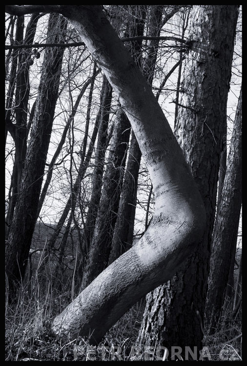 Ohnutý strom na kraji lesa, Hostouň u Prahy, Kladno, okolí, příroda, les, stromy, podoba, Česko