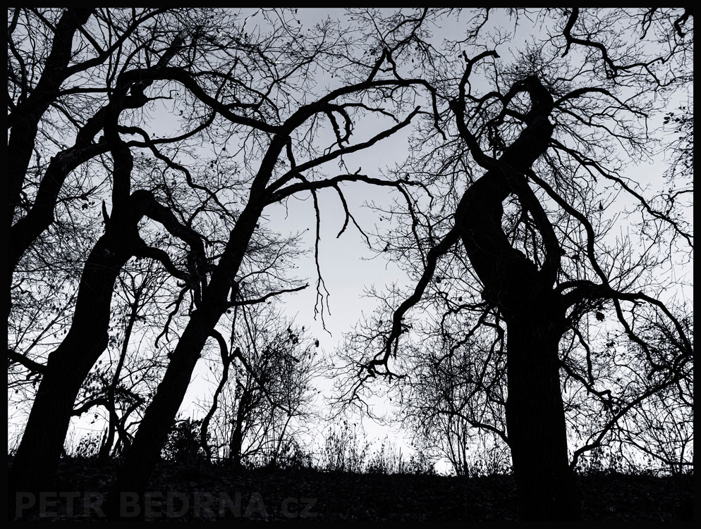 Pět stromů na obzoru, Hostouň u Prahy, Kladno, krása, okolí, příroda, obloha, stromy, podoba, Česko