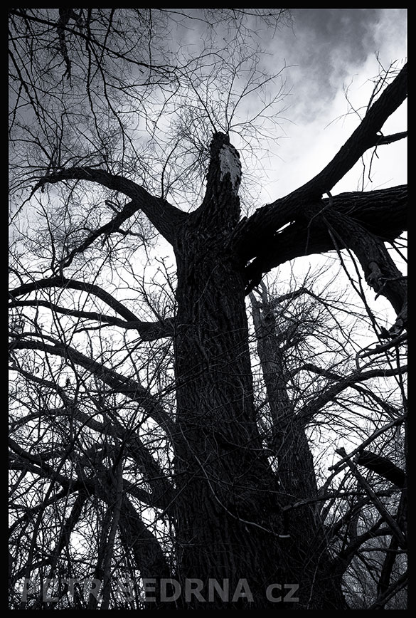Polámané stromy ještě stojí, Hostouň u Prahy, Kladno, krása, okolí, příroda, obloha, stromy, podoba, Česko