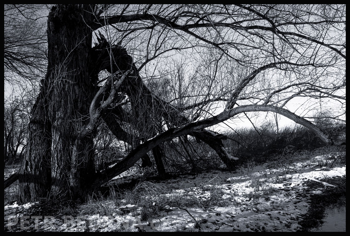 Polámané stromy, Hostouň u Prahy, Kladno, krása, okolí, příroda, stromy, stromy, podoba, Česko