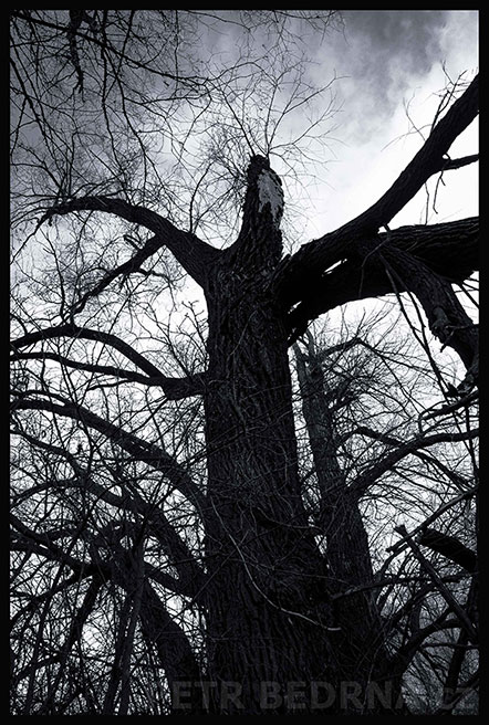 strom, Anděl vzhůru letí., Hostouň, Kladno, příroda, obloha, Česko