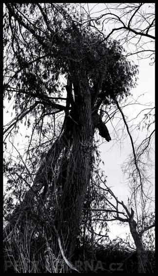strom, Dudek chocholatý natupírovaný, Hostouň, Kladno, příroda, Česko