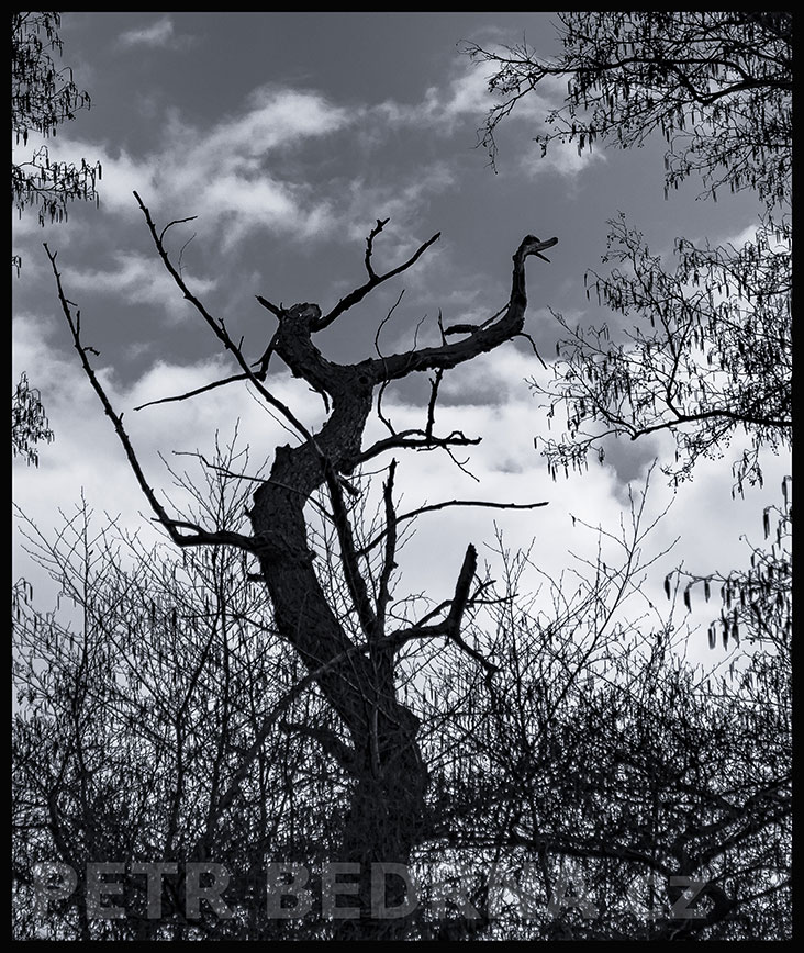 Strom kachnička s labutím krkem, Dolanský potok, Běloky, Kladno, okolí, příroda, obloha, stromy, podoba, Česko