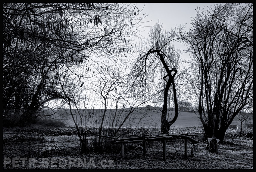 strom, Komárek ve křoví, Hostouň, Kladno, příroda, obzor, pole, Česko