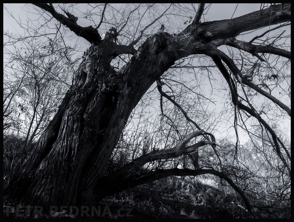 Strom na okraji, Hostouň u Prahy, Kladno, krása, okolí, příroda, stromy, podoba, Česko