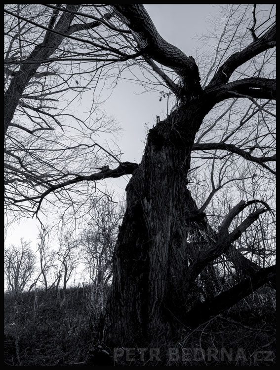 Strom okřídlený chobotnatec, Hostouň u Prahy, Kladno, krása, okolí, příroda, obloha, stromy, podoba, Česko