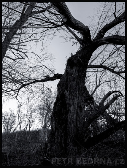 strom, Okřídlený chobotnatec, Hostouň, Kladno, příroda, obloha, Česko