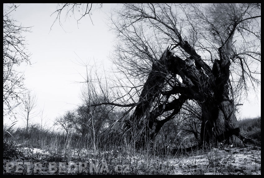 strom, Pakůň na pastvě, Hostouň, Kladno, příroda, obloha, obzor, Česko